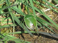 Chlorochroa juniperina