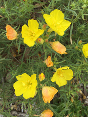 Oenothera berlandieri