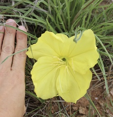 Oenothera coryi