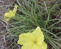 Oenothera coryi