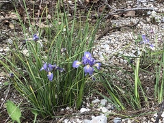 Iris unguicularis