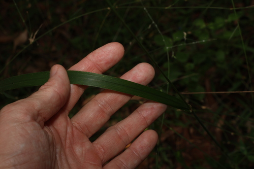 Image of Digitaria parviflora by (c) Greg Tasney, some rights reserved (CC BY-SA)