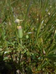 Microseris