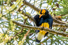 Yellow-Faced Myna photo 4