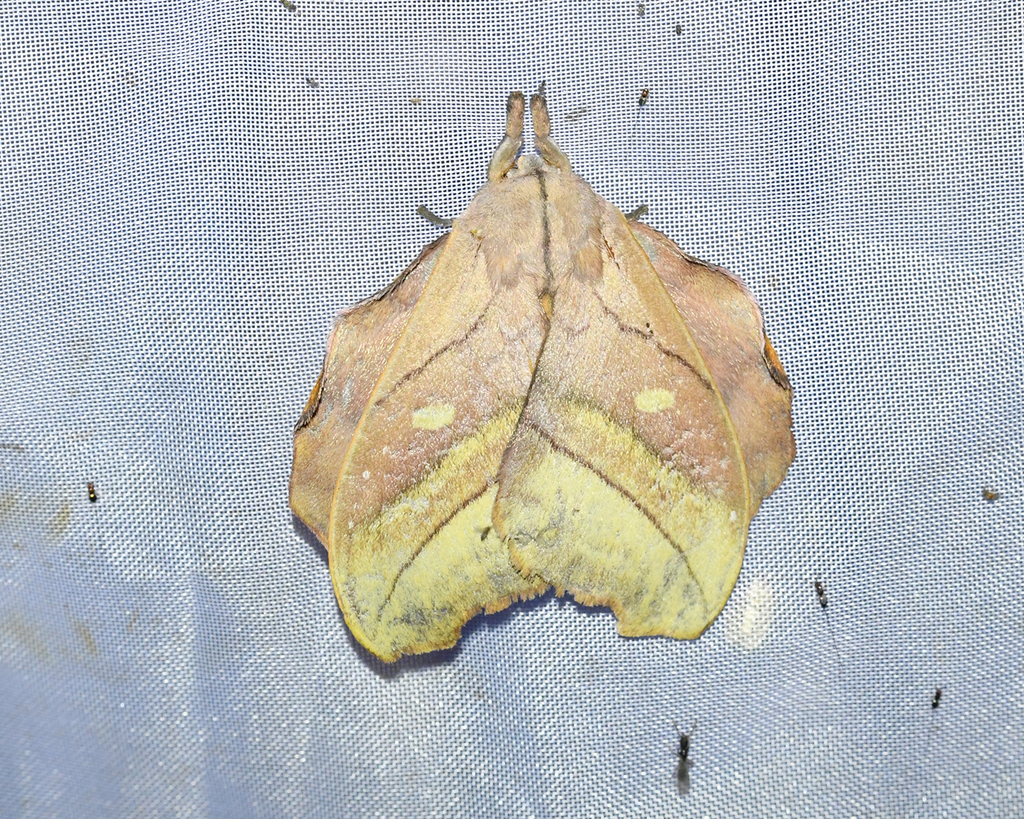 Hyperchiria lieseorum