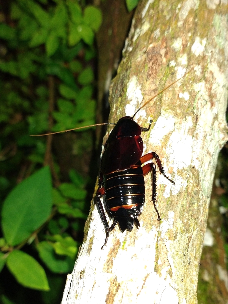 Pelmatosilpha villana