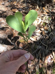 Polygonella macrophylla