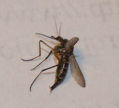 Psorophora cyanescens