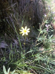 Crocidium multicaule