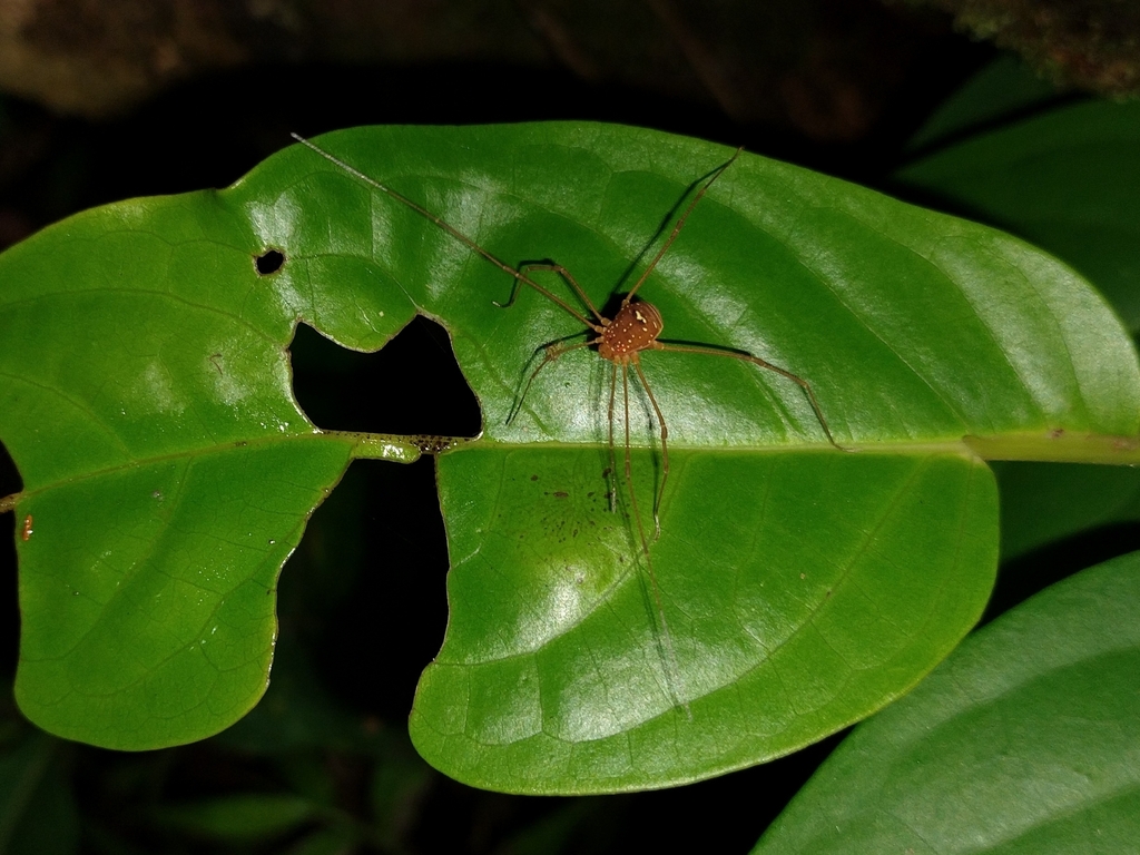 daddy longlegs