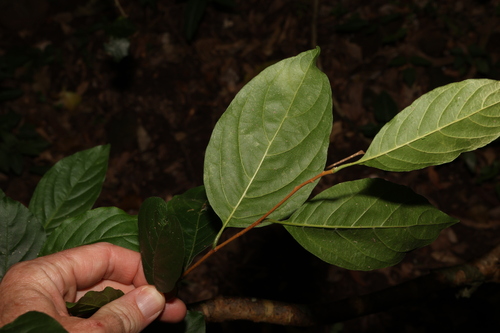 Image of Turraea pubescens by (c) Greg Tasney, some rights reserved (CC BY-SA)