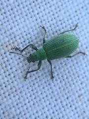 Polydrusus planifrons