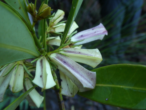 Thiollierea tubiflora observed 2024-02-19