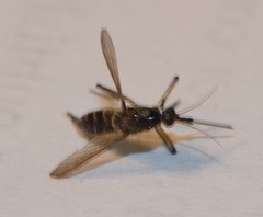 Psorophora cyanescens