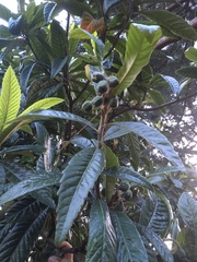 Eriobotrya