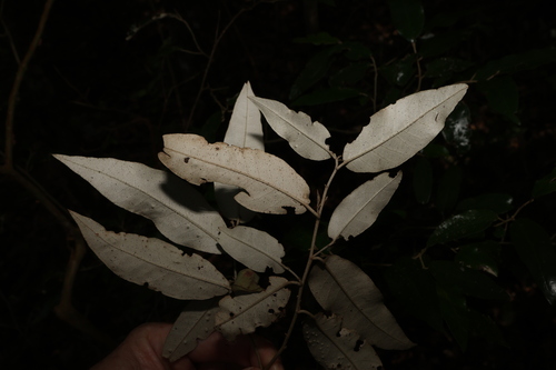 Image of Croton mamillatus by (c) Greg Tasney, some rights reserved (CC BY-SA)