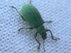 Polydrusus planifrons