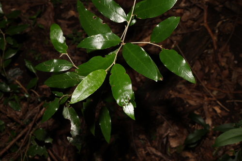 Bahrs Scrub Croton (Croton mamillatus)