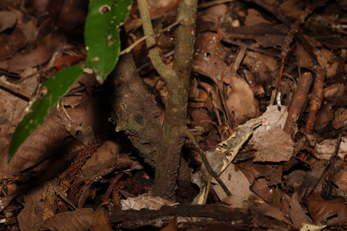 Image of Croton mamillatus by (c) Greg Tasney, some rights reserved (CC BY-SA)