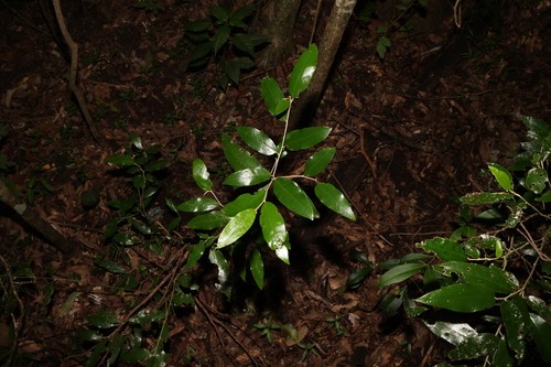 Image of Croton mamillatus by (c) Greg Tasney, some rights reserved (CC BY-SA)