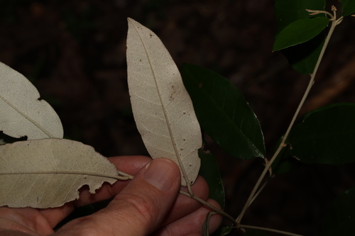 Image of Croton mamillatus by (c) Greg Tasney, some rights reserved (CC BY-SA)