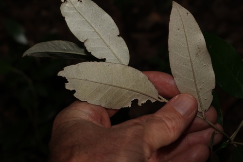 Image of Croton mamillatus by (c) Greg Tasney, some rights reserved (CC BY-SA)