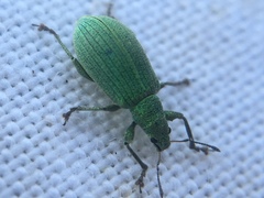 Polydrusus planifrons