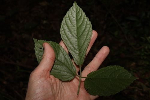 Image of Cayratia acris by (c) Greg Tasney, some rights reserved (CC BY-SA)