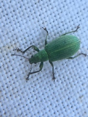 Polydrusus planifrons