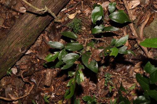 Image of Acacia bakeri by (c) Greg Tasney, some rights reserved (CC BY-SA)