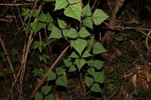 Image of Rhynchosia Acuminatissima by (c) Greg Tasney, some rights reserved (CC BY-SA)