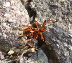 Rhynocoris iracundus