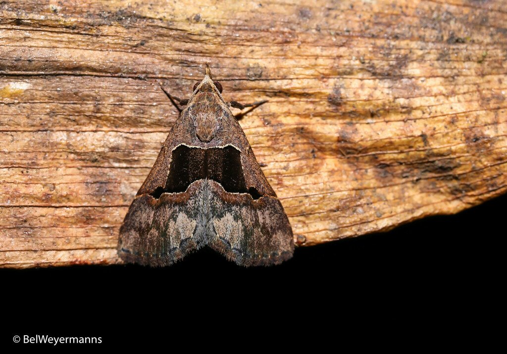 Abacena rectilinea