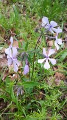 Phlox divaricata laphamii