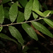 Olearia canescens discolor - Photo (c) Greg Tasney, some rights reserved (CC BY-SA), uploaded by Greg Tasney