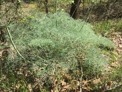 Lomatium columbianum