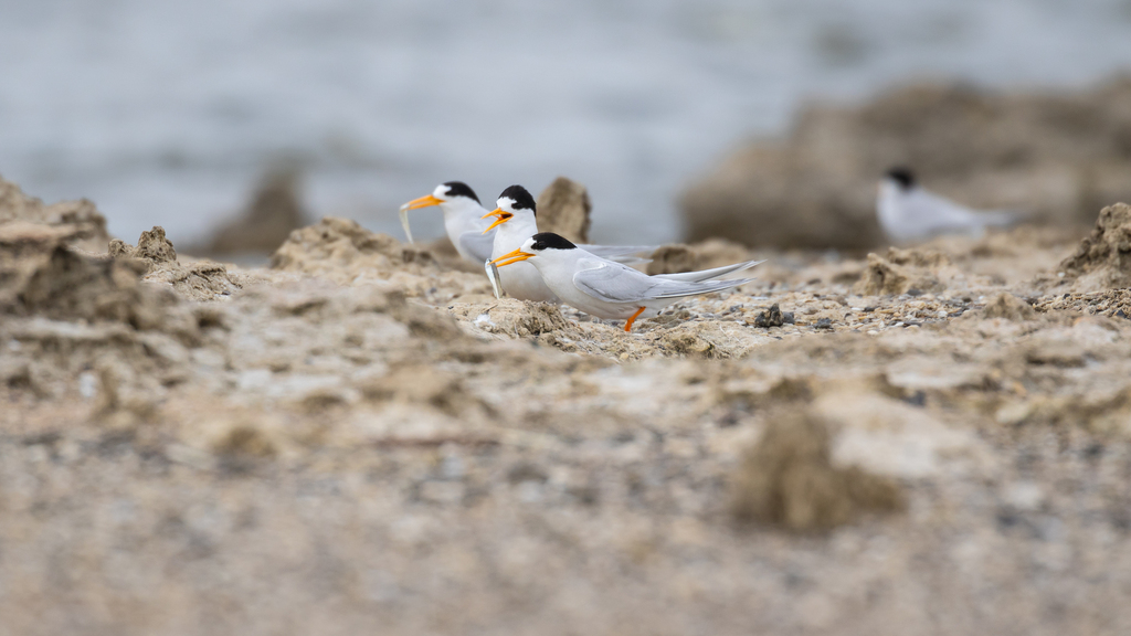 Australasian Fairy Tern in January 2024 by Sam Gordon. Second of two ...