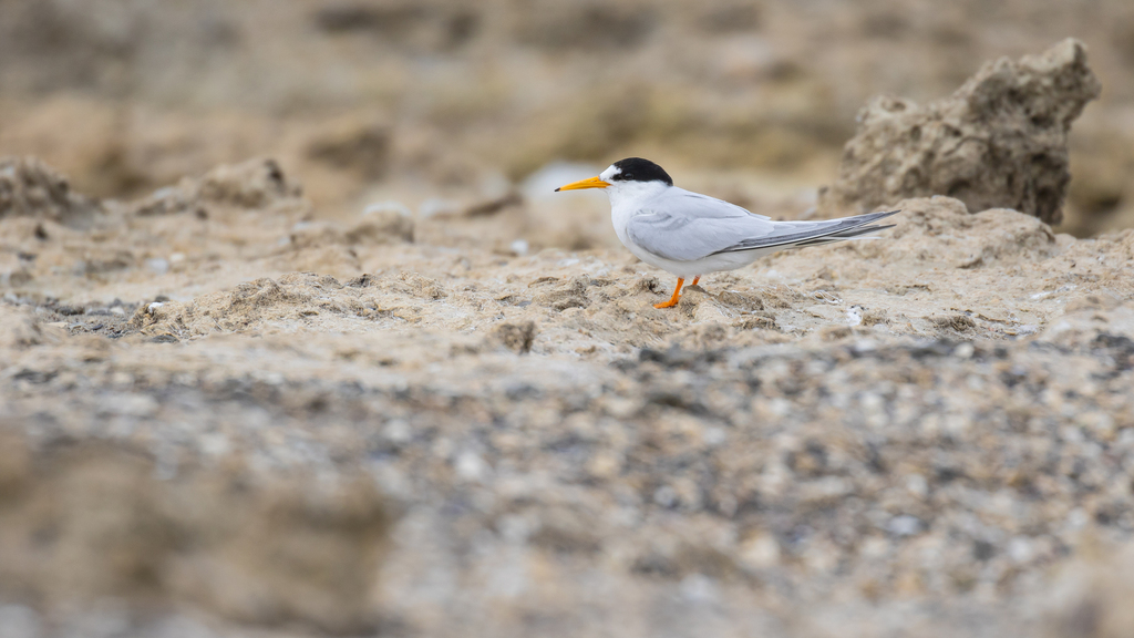 Little × Australian Fairy Tern