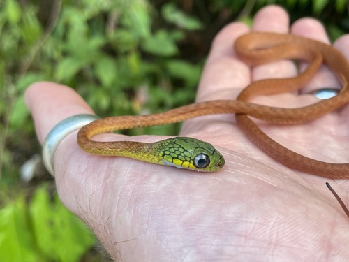 Green Cat Snake