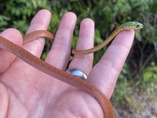 Green Cat Snake