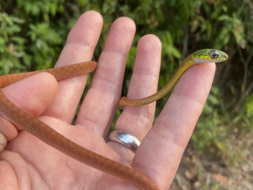 Green Cat Snake