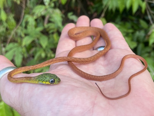 Green Cat Snake