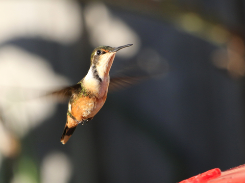 Magenta-throated Woodstar (Philodice bryantae), photo 10