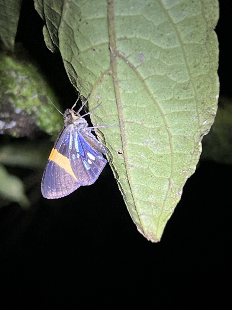 Hypocrita arcaei from Abangares, Guanacaste, CR on February 21, 2024 at ...