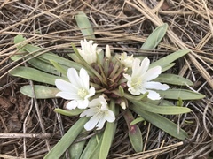 Lewisia brachycalyx
