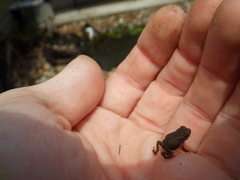 Anaxyrus americanus charlesmithi