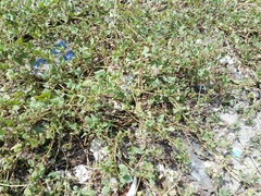 Rumex spinosus