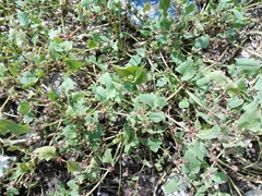 Rumex spinosus