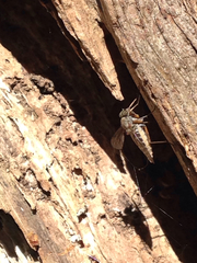 Tabanomorpha