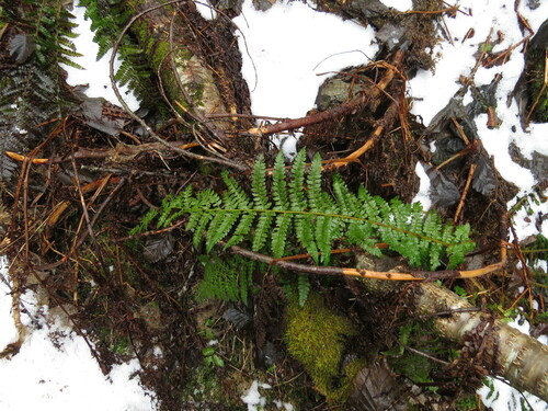 Polystichum braunii iNat (3)